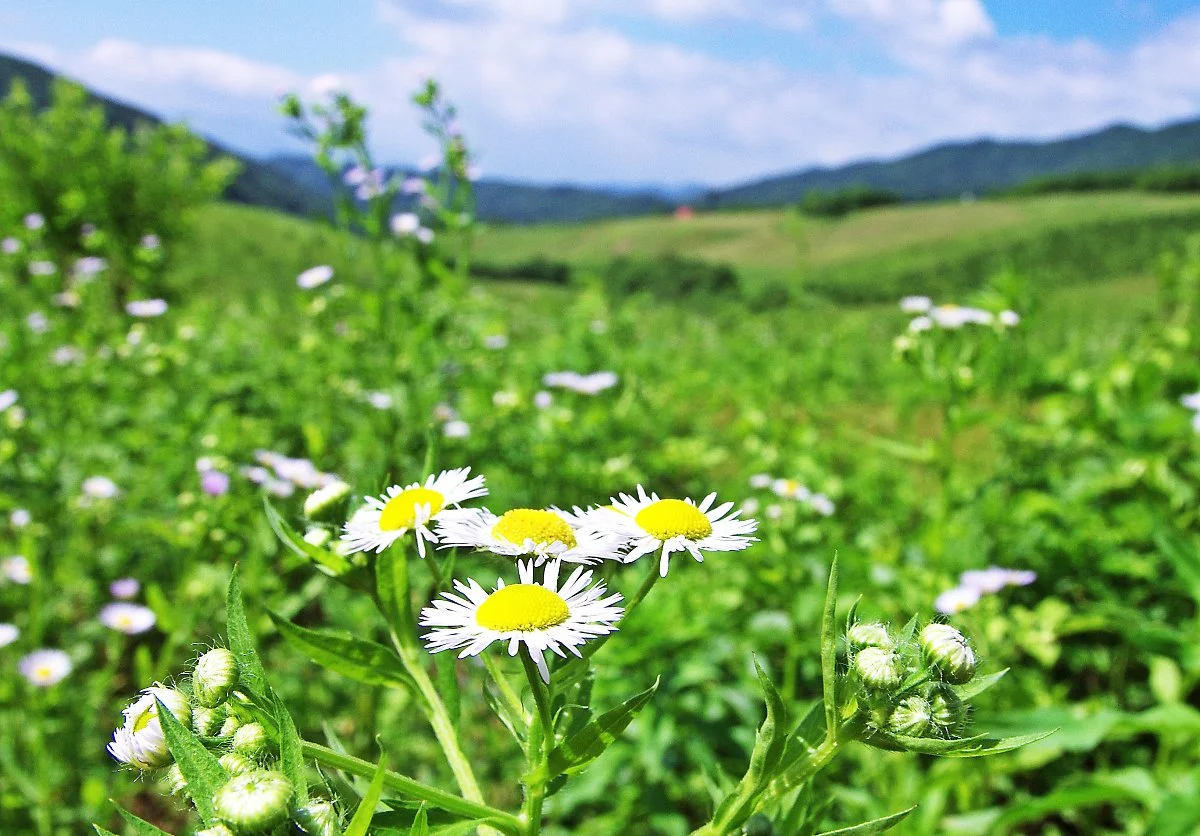 %EB%85%B8%EC%9D%B8%EB%B4%89_%EA%B0%80%EB%8A%94_%EA%B8%B8_%EA%B3%A0%EC%9B%90%ED%8F%89%EC%A0%84%EC%97%90_%ED%95%80_%EA%B0%9C%EB%A7%9D%EC%B4%88.JPG?type=w1200