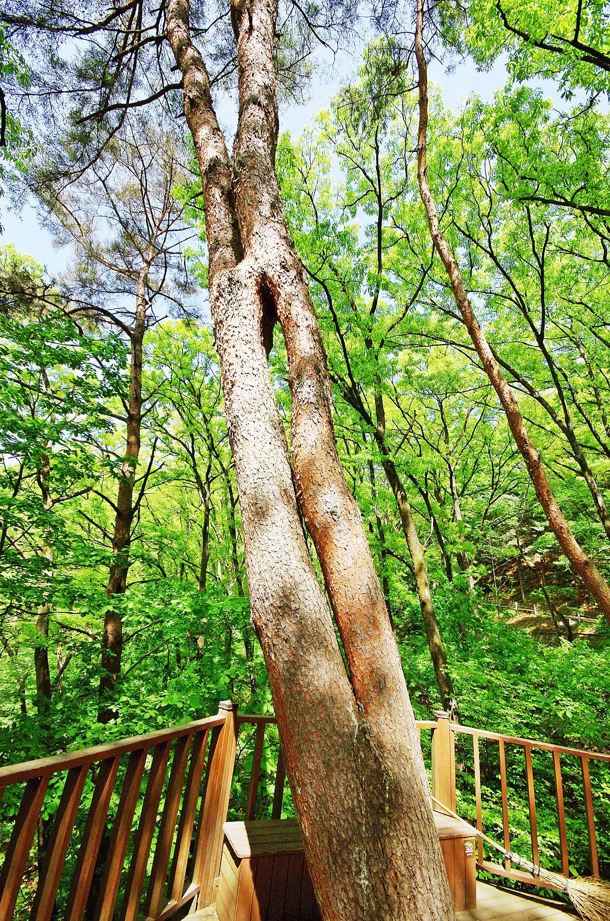 %EA%B0%80%EC%A7%80%EA%B0%80_%EA%B0%88%EB%9D%BC%EC%A1%8C%EB%8B%A4_%EB%8B%A4%EC%8B%9C_%EB%A7%8C%EB%82%98_%EC%9E%90%EB%9D%BC%EB%8A%94_%27%EB%A7%8C%EB%82%A8%EC%9D%98_%EC%86%8C%EB%82%98%EB%AC%B4%27.JPG?type=w1200