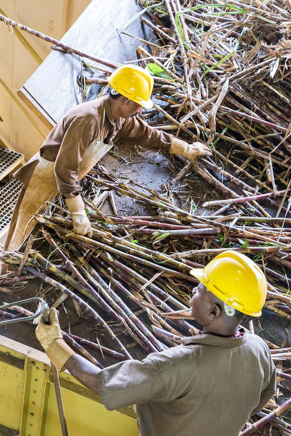 %EC%83%A4%EB%A7%88%EB%A0%90_%EB%9F%BC%EA%B3%B5%EC%9E%A5_%28La_Rhumerie_de_Chamarel%29_%281%29.JPG?type=w1200