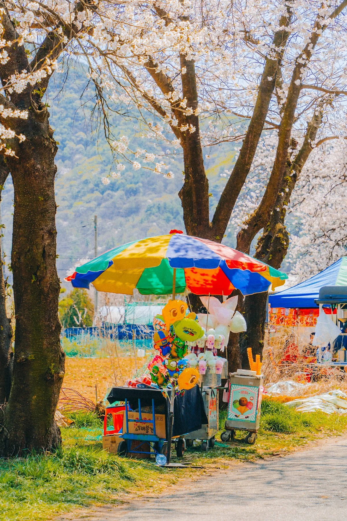 %EC%86%A1%EA%B4%91%EC%82%AC_%EB%B2%9A%EA%BD%83%EA%B8%B8_%286%29.jpg?type=w1200