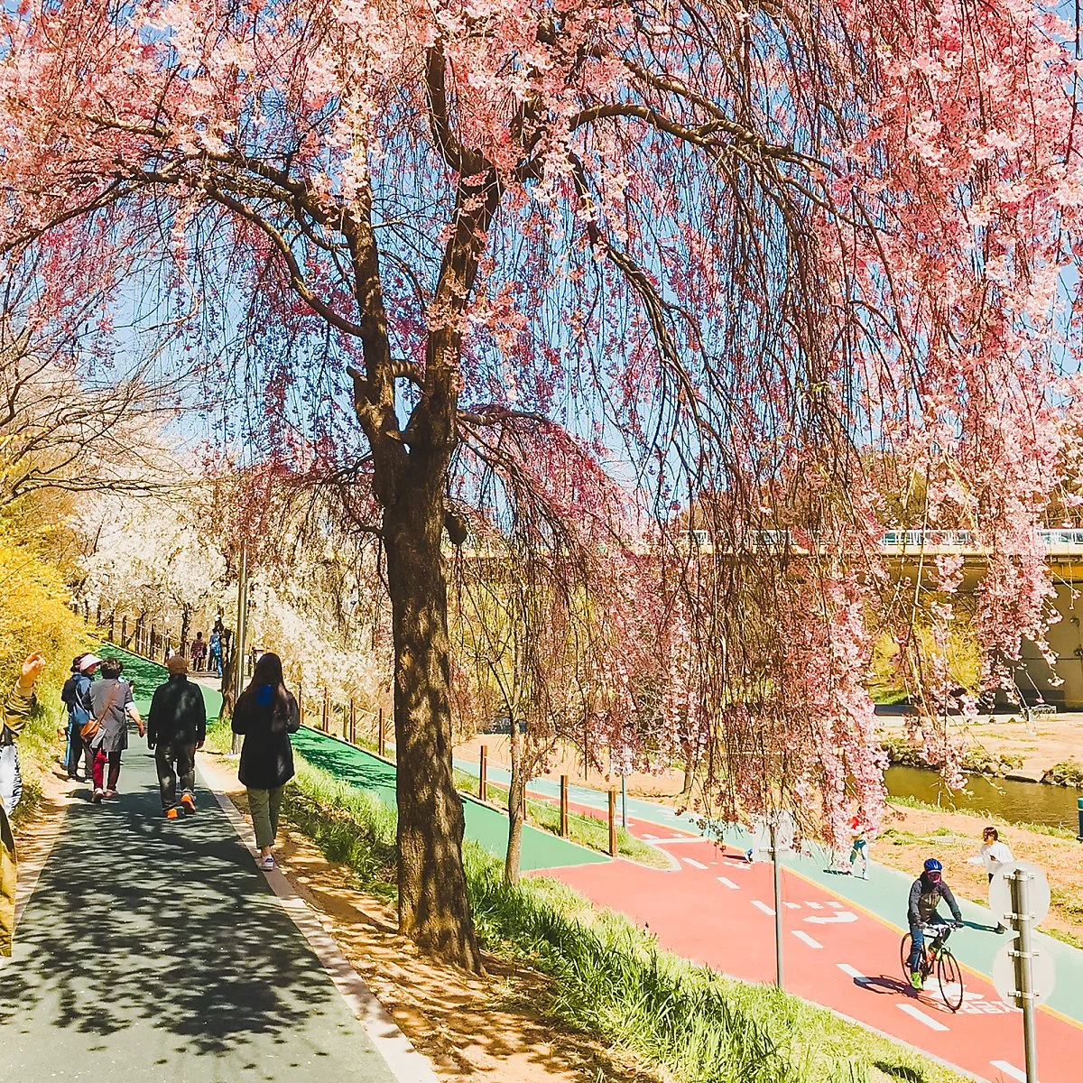 %EC%96%91%EC%9E%AC%EC%B2%9C_%2815%29.jpg?type=w1200