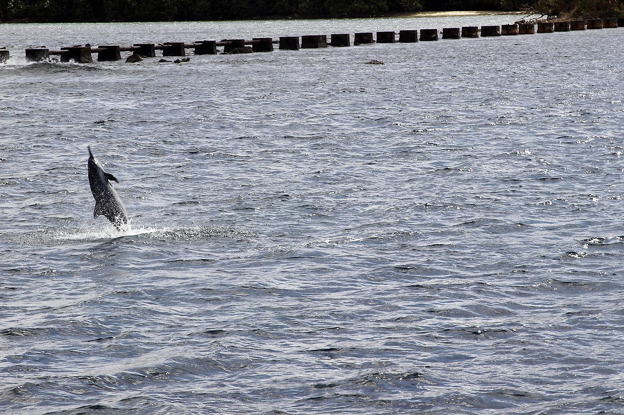 돌핀투어 (3).JPG