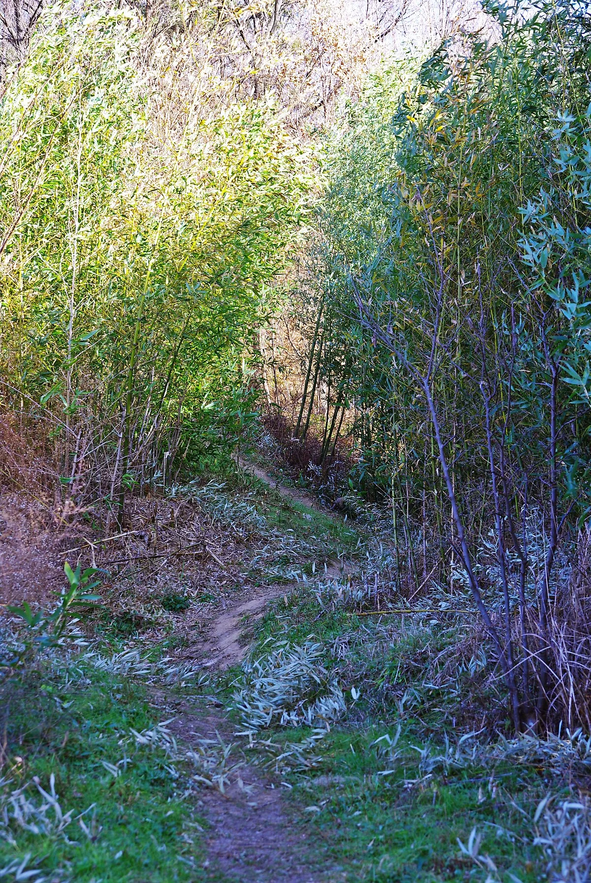 %EA%B4%B4%EC%8B%9C_%EB%A7%88%EC%9D%84_%EB%92%B7%EC%82%B0%EC%9C%BC%EB%A1%9C_%EA%B0%80%EB%8A%94_%EA%B8%B8._%EB%B0%94%EB%9E%8C%EC%9D%B4_%EB%B6%88%EB%A9%B4_%EB%8C%80%EC%88%B2_%EC%A0%84%EC%B2%B4%EA%B0%80_%EC%9D%BC%EB%A0%81%EC%9D%B8%EB%8B%A4..JPG?type=w1200