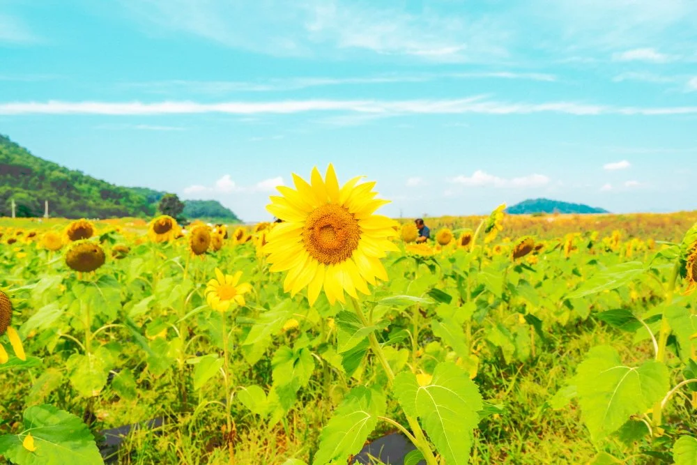 %EB%82%9C%EC%A0%95%EC%A0%80%EC%88%98%EC%A7%80_%ED%95%B4%EB%B0%94%EB%9D%BC%EA%B8%B0%EC%A0%95%EC%9B%90_%284%29.jpg?type=w1200