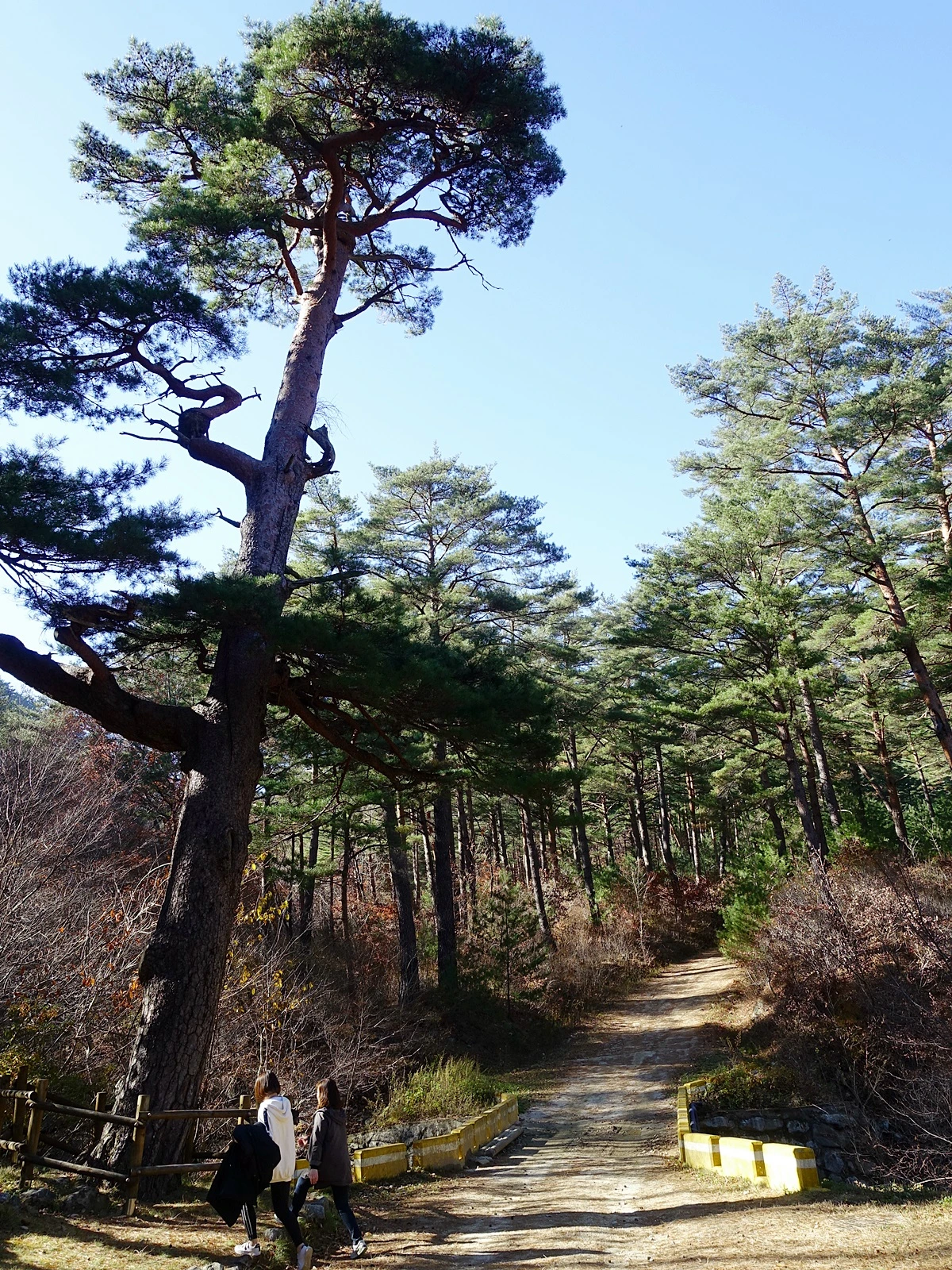 금강소나무숲길 (1).JPG