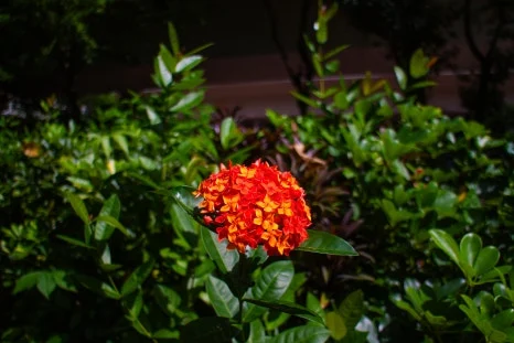 Ma_Wan_Park_Nature_Garden(4).jpg?type=w466