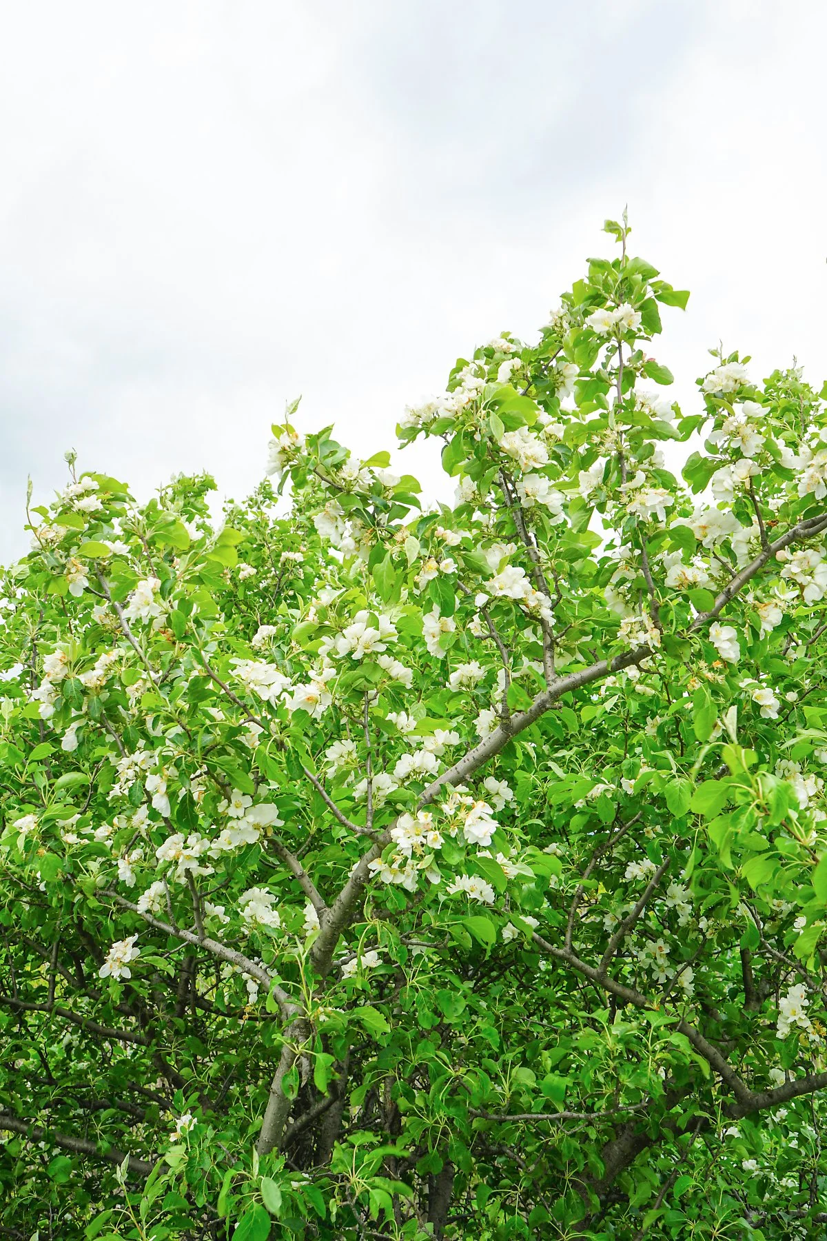 2._%EA%B3%A0%EA%B4%91%EB%82%98%EB%AC%B4.JPG?type=w1200