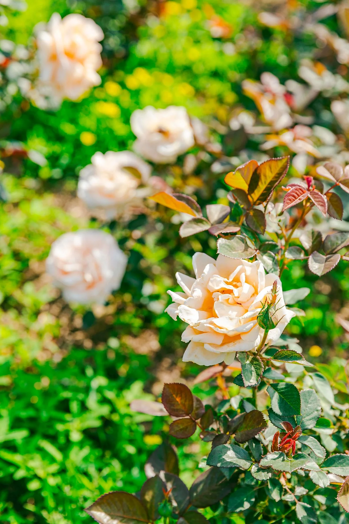 d_%ED%95%9C%EB%B0%AD%EC%88%98%EB%AA%A9%EC%9B%90_3.jpg?type=w1200