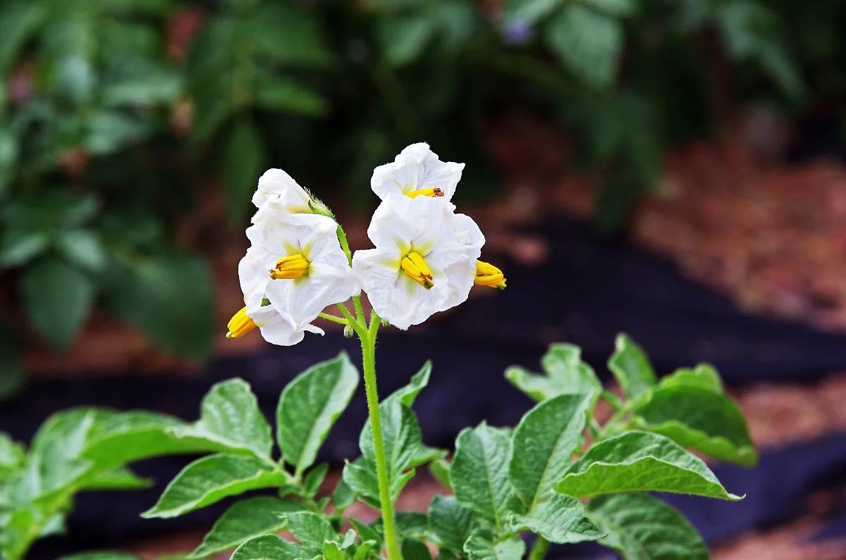 %EB%91%90%EC%82%B0_%EA%B0%90%EC%9E%90%EB%B0%AD%EC%97%90_%ED%94%BC%EC%96%B4%EB%82%9C_%EA%B0%90%EC%9E%90%EA%BD%83.JPG?type=w1200