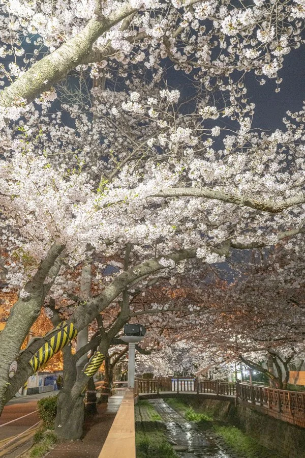 %EC%97%AC%EC%A2%8C%EC%B2%9C%EC%95%BC%EA%B2%BD.jpg?type=w1200