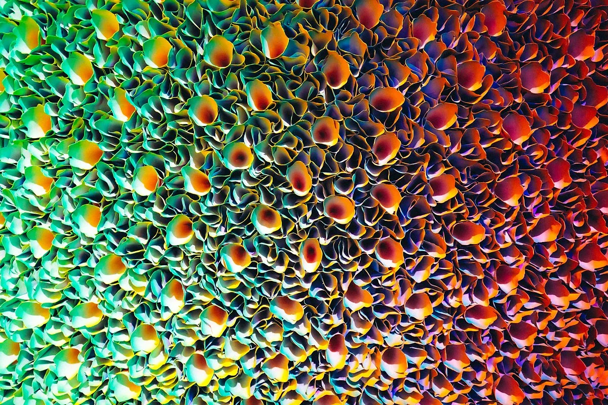 REDSEA%C2%A0%C2%A0Gallery_%285%29.jpg?type=w1200