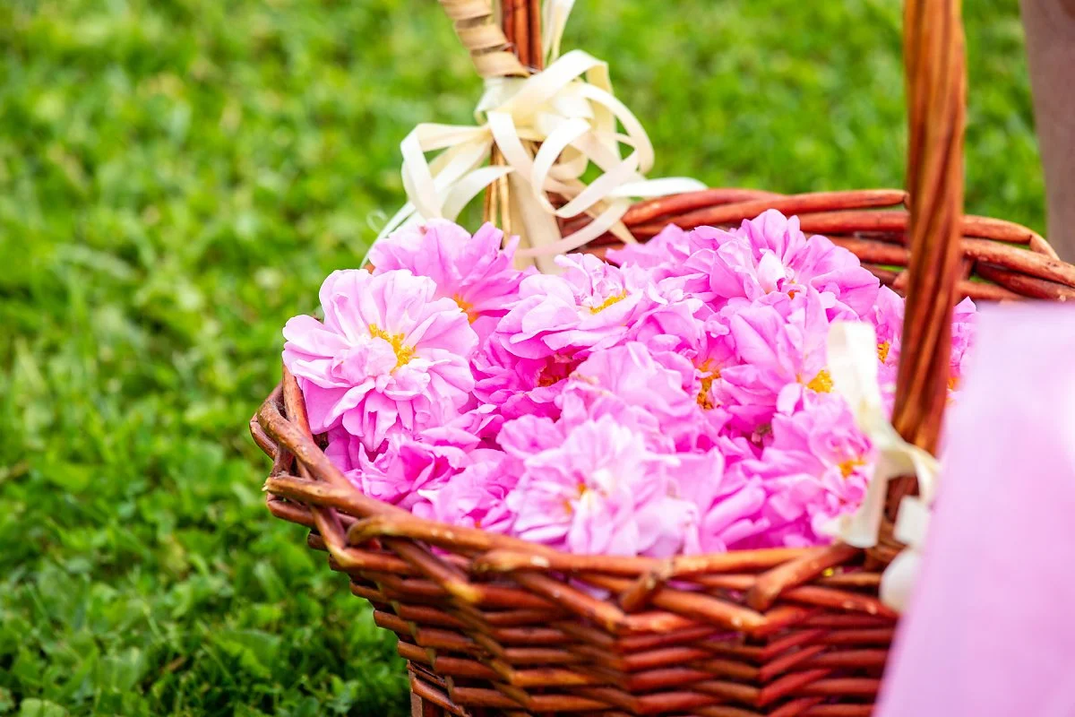 %EB%B6%88%EA%B0%80%EB%A6%AC%EC%95%84_%EC%9E%A5%EB%AF%B8%EB%86%8D%EC%9E%A5_%2821%29.jpg?type=w1200