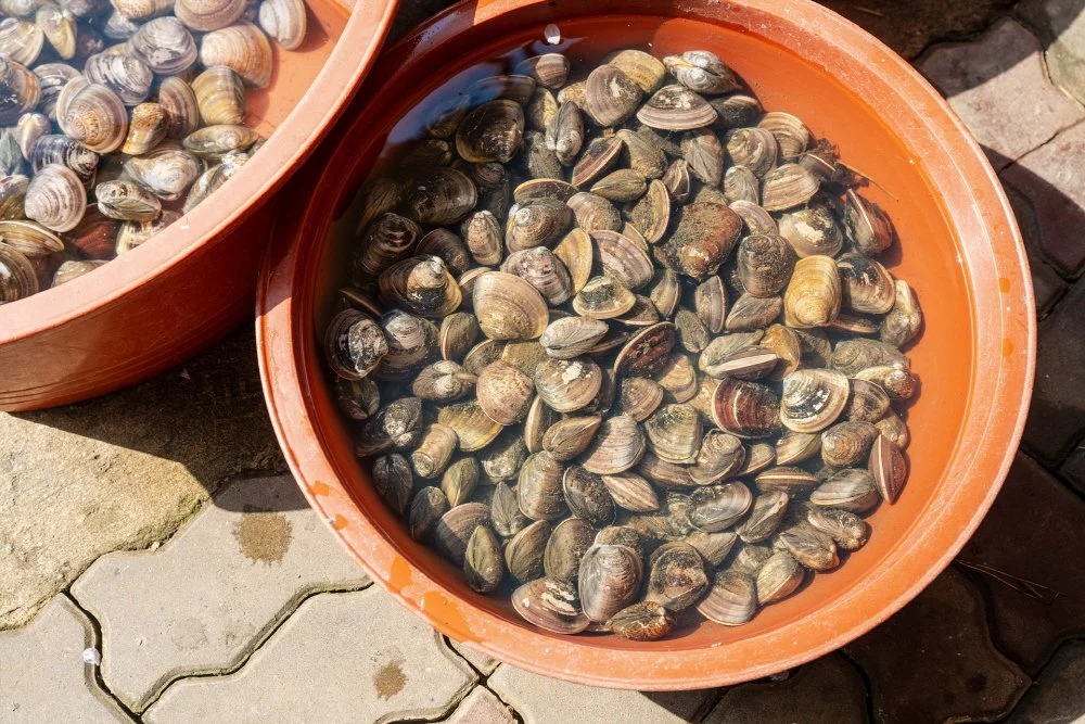 %EB%B0%B1%ED%95%A9.jpg?type=w1200