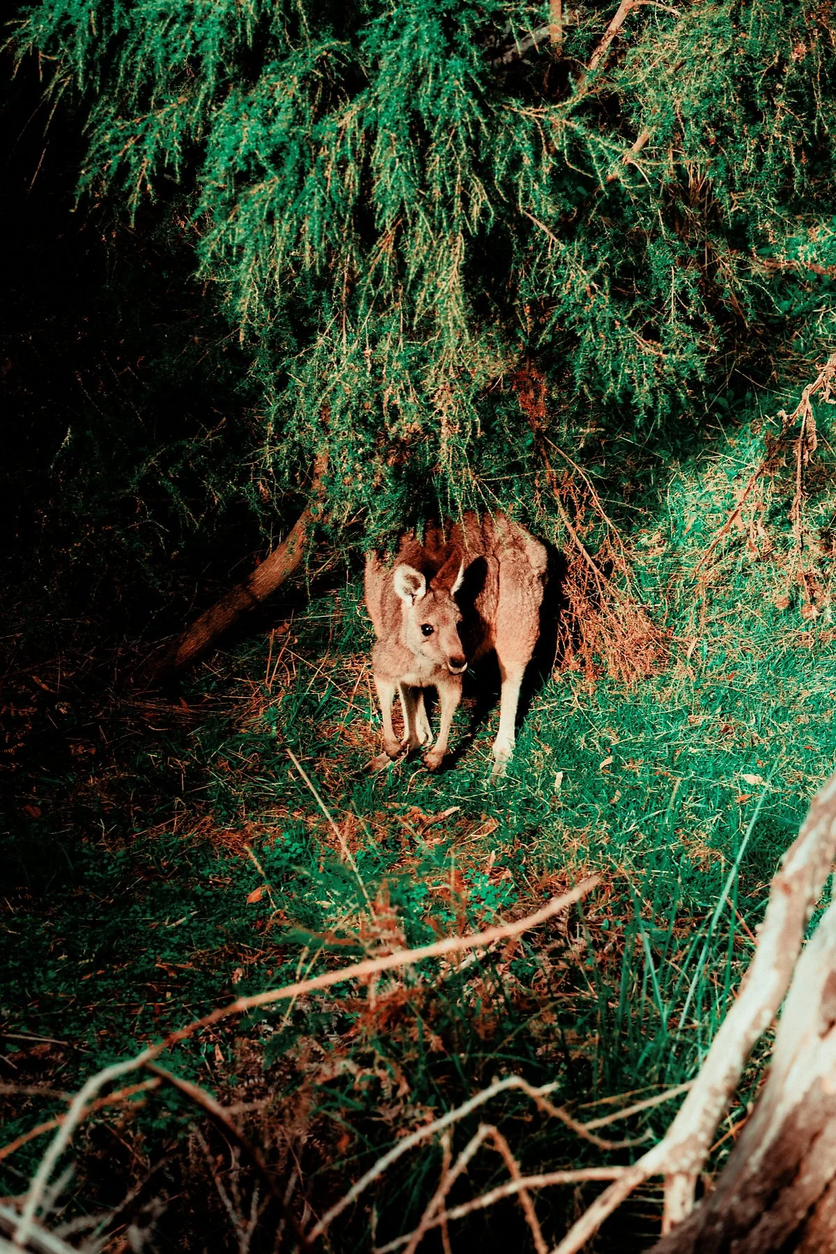 %EC%BA%A5%EA%B1%B0%EB%A3%A8_%EC%84%9C%EC%8B%9D%EC%A7%80_%2811%29.jpg?type=w1200