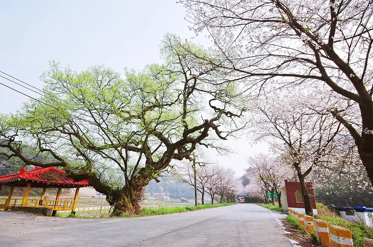 %EC%9D%B5%EC%82%B0%EC%8B%9C_%EC%9B%85%ED%8F%AC%EB%A9%B4_%EC%9E%85%EC%A0%90%EB%A6%AC_%EA%B3%A0%EB%B6%84_%EC%A0%84%EC%8B%9C%EA%B4%80_%EC%95%9E_%EB%8F%84%EB%A1%9C._%EB%B4%84_%ED%92%8D%EA%B2%BD..JPG?type=w1200