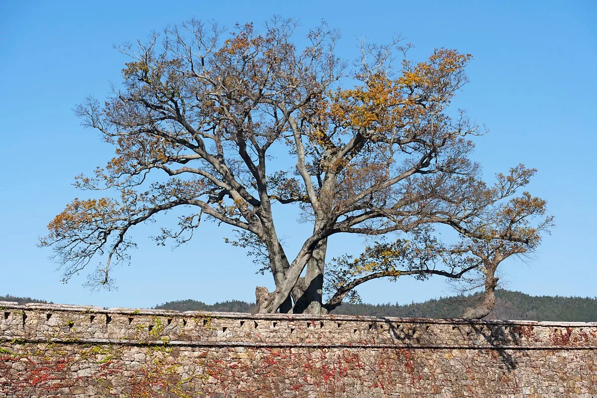 DSC03201.jpg?type=w1200