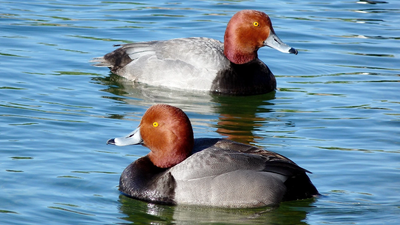 7-Waterfowl-2-Redhead males Common at Presqu'ile in March photo D Bree.JPG