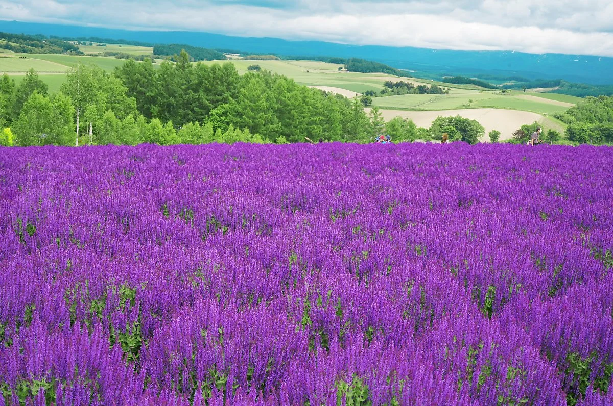 005_%EC%8B%9C%ED%82%A4%EC%82%AC%EC%9D%B4%EB%85%B8%EC%98%A4%EC%B9%B4.jpg?type=w1200