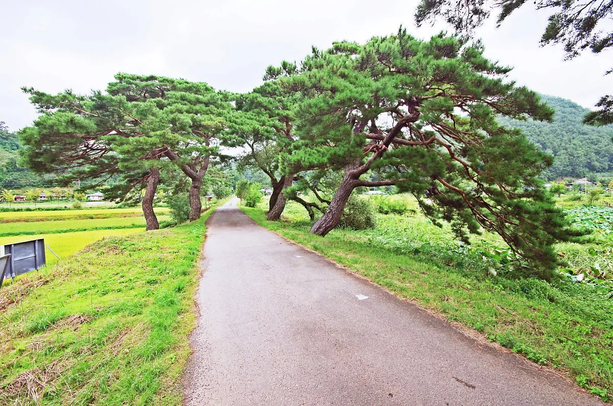 %EC%82%BC%EC%A7%802%EB%A6%AC_%EC%86%8C%EB%82%98%EB%AC%B4%EA%B8%B8..JPG?type=w1200