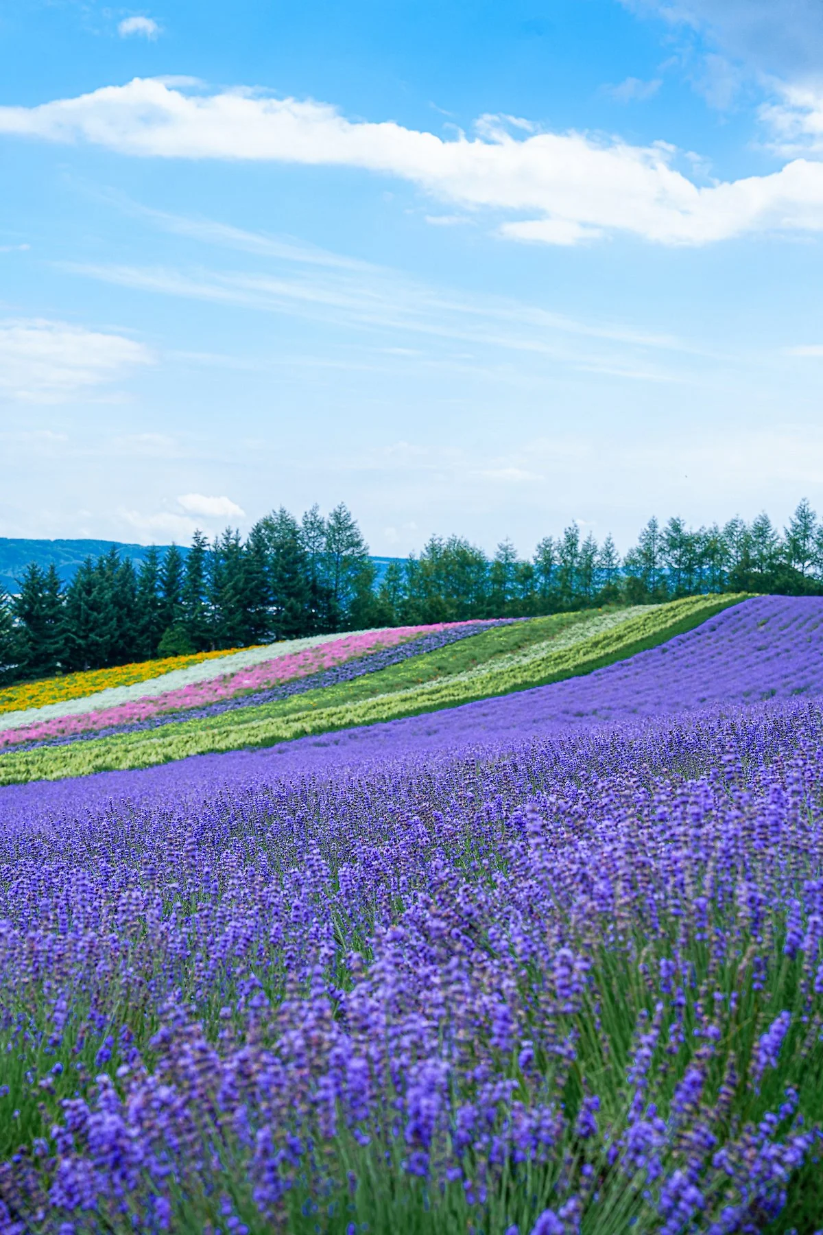 %ED%8C%9C_%ED%86%A0%EB%AF%B8%ED%83%80_%2817%29.jpg?type=w1200