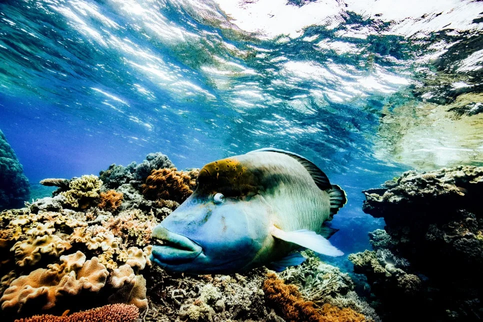 %EC%8A%A4%EC%BF%A0%EB%B2%84_%EB%8B%A4%EC%9D%B4%EB%B9%99_-_c_TTNQ_(2).jpg?type=w966