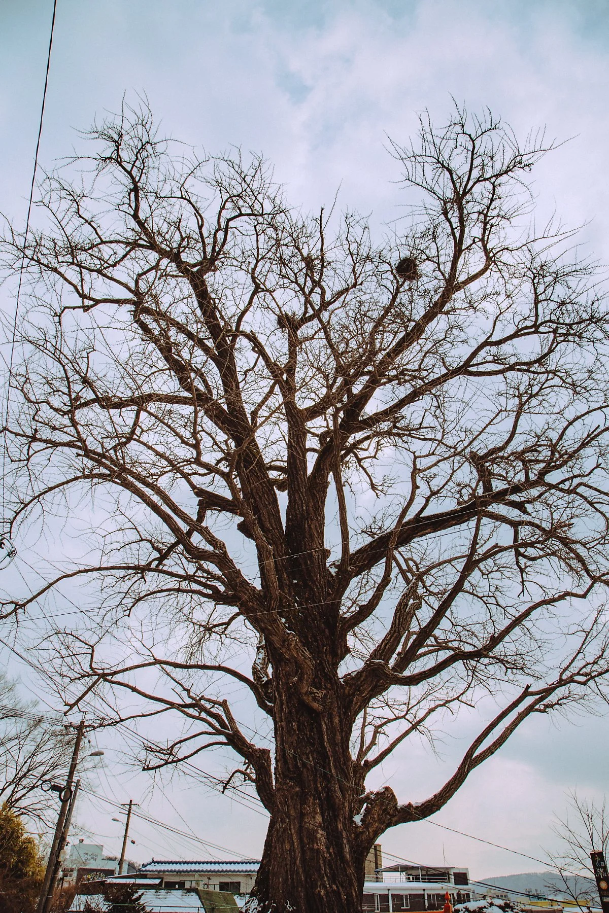 5_700%EB%85%84_%EC%9D%80%ED%96%89%EB%82%98%EB%AC%B4_%281%29.jpg?type=w1200