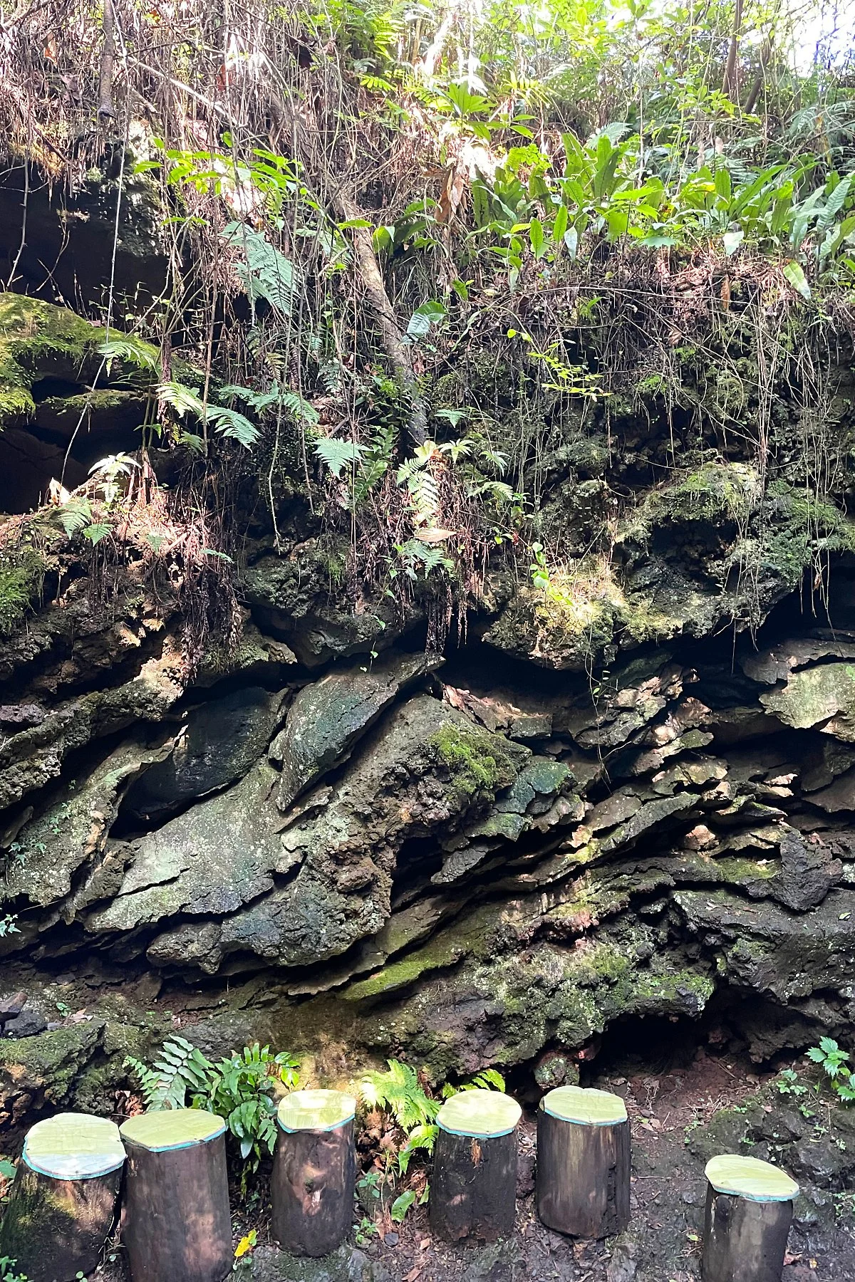 %ED%99%98%EC%83%81%EC%88%B2_%2812%29.JPG?type=w1200