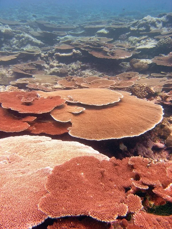 %EC%95%84%EB%A9%94%EB%A6%AC%EC%B9%B8_%EA%B5%AD%EB%A6%BD%EA%B3%B5%EC%9B%90_%281%29.jpg?type=w1200