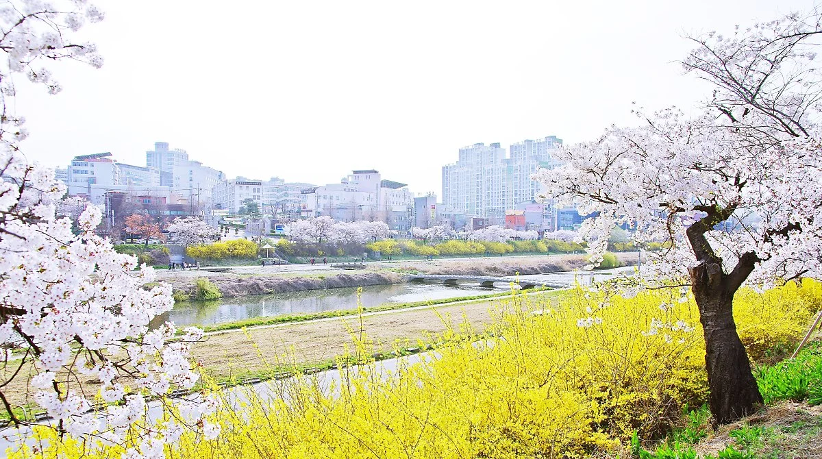 %EB%AC%B4%EC%8B%AC%EC%B2%9C_%EB%B2%9A%EA%BD%83%EA%B8%B8_%EA%BD%83%EB%8B%A4%EB%A6%AC_%EC%96%B8%EC%A0%80%EB%A6%AC.JPG?type=w1200