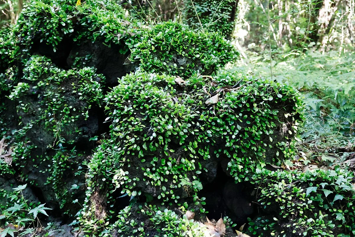 %ED%99%98%EC%83%81%EC%88%B2_%2810%29.JPG?type=w1200