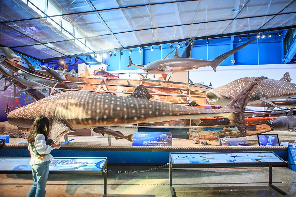 %EC%A0%9C%EC%A3%BC%ED%95%B4%EC%96%91%EB%8F%99%EB%AC%BC%EB%B0%95%EB%AC%BC%EA%B4%80_%2815%29.JPG?type=w1200