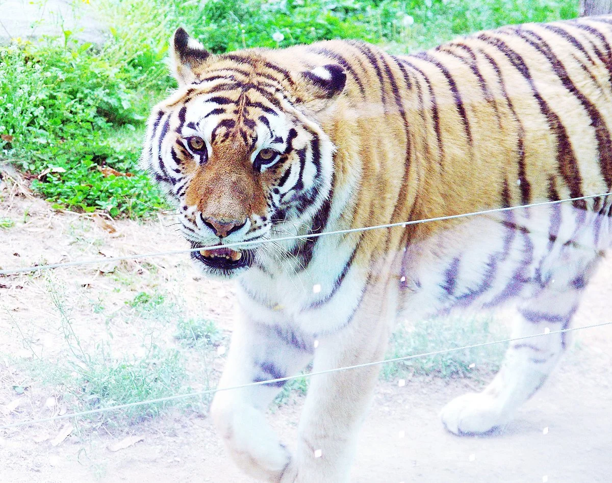 %EC%B2%AD%EC%A3%BC%EB%8F%99%EB%AC%BC%EC%9B%90%EC%97%90_%EC%9E%88%EB%8A%94_%ED%98%B8%EB%9E%91%EC%9D%B4.JPG?type=w1200