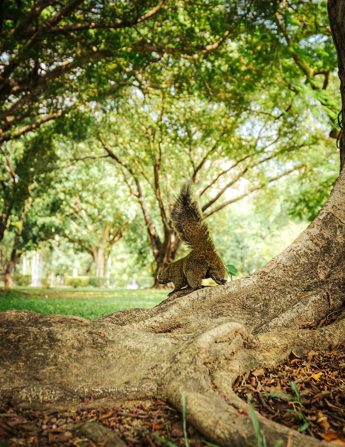 %EA%B0%80%EC%98%A4%EC%8A%9D_%E5%BF%98%E6%86%82%E6%A3%AE%E6%9E%97_1.jpg?type=w1200