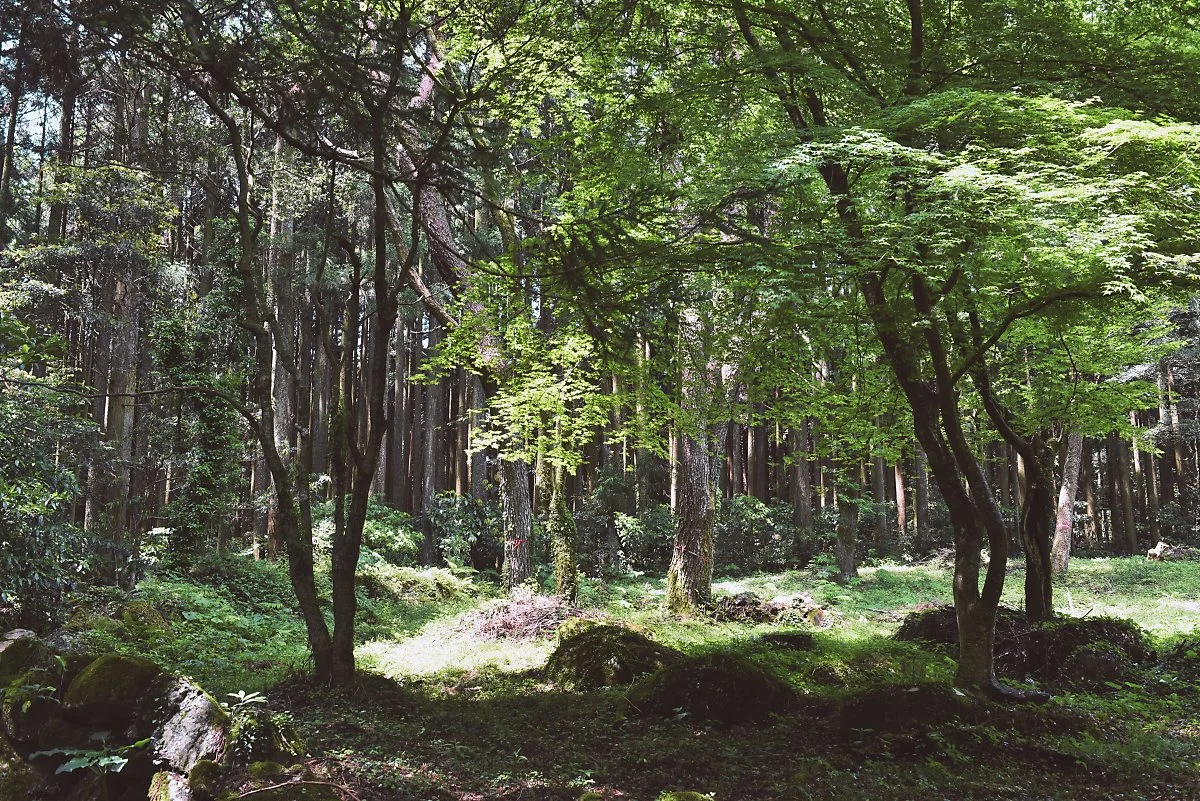 %ED%9E%88%EB%A1%9C%EC%BD%94%EC%9A%B0%EB%9D%BC_%285%29.JPG?type=w1200