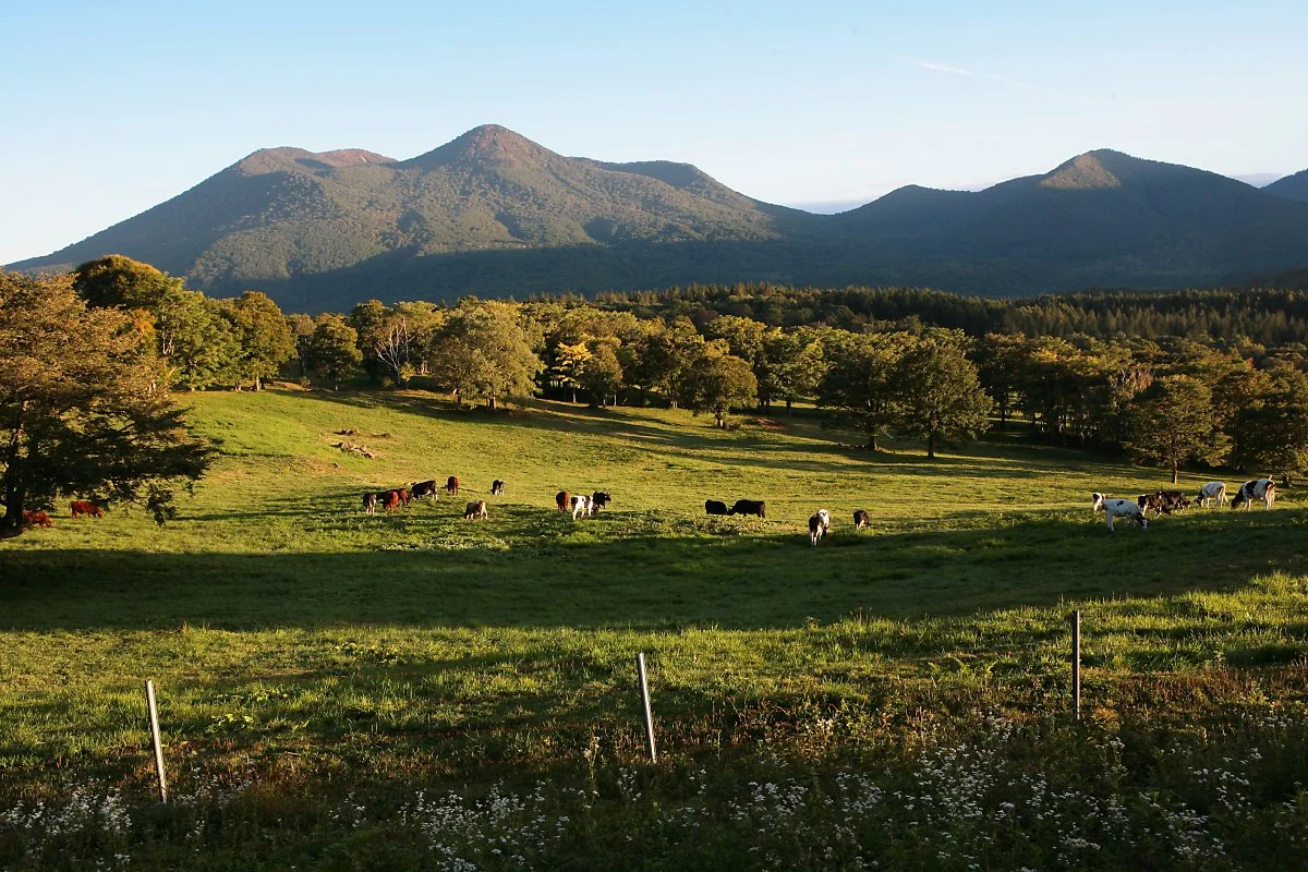 %EC%82%AC%EC%82%AC%EA%B0%80%EB%AF%B8%EB%84%A4%EA%B3%A0%EC%9B%90.jpg?type=w1200