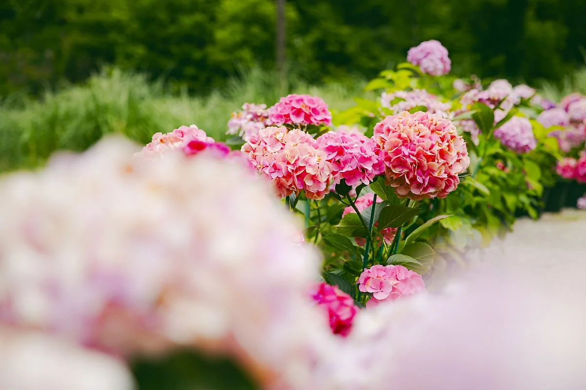 %EC%88%98%EB%AA%A9%EC%9B%90%281%29.jpg?type=w1200