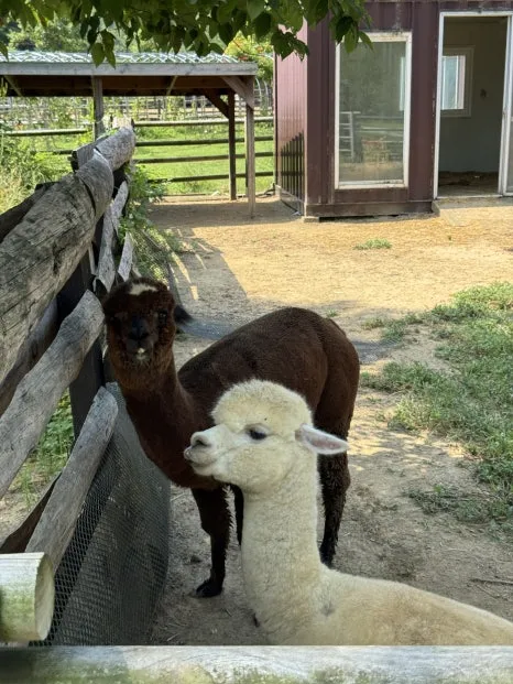 IMG_3007.JPG?type=w466