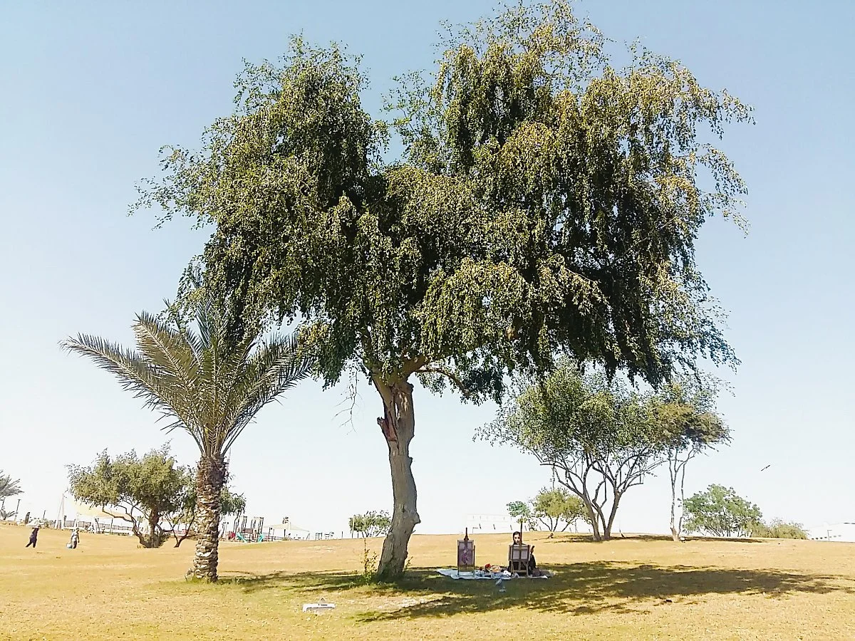 %EC%B9%B4%ED%83%80%EB%A5%B4_Al_Bidda_1.jpg?type=w1200