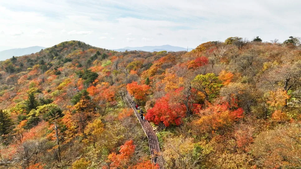 %EC%B2%9C%EB%85%84%EC%A3%BC%EB%AA%A9%EC%88%B2%EA%B8%B8_(2).JPEG?type=w966