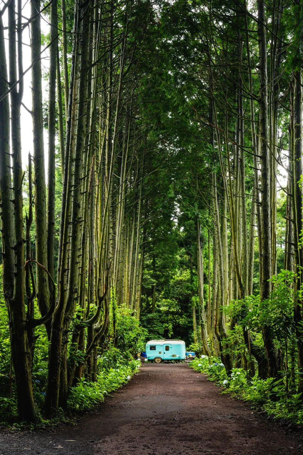 1_%EC%A0%9C%EC%A3%BC_%EC%86%A1%EB%8B%B9%EB%A6%AC%EC%9D%98_%EC%9D%B8%EA%B8%B0_%EC%8A%A4%ED%8F%BF,_%EB%B9%84%EB%B0%80%EC%9D%98_%EC%88%B2.jpg?type=w966