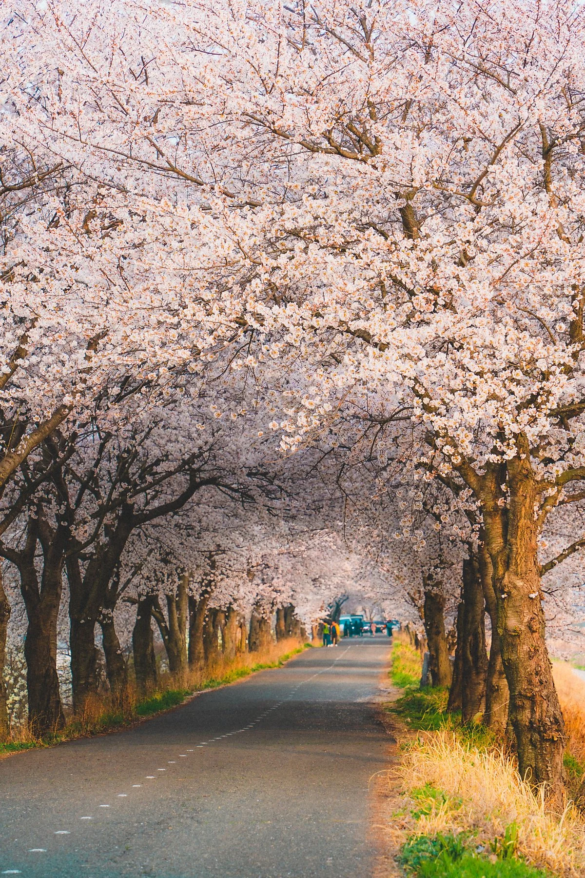 %EB%A7%8C%EA%B2%BD%EA%B0%95_%EB%B2%9A%EA%BD%83%EA%B8%B8_%285%29.jpg?type=w1200