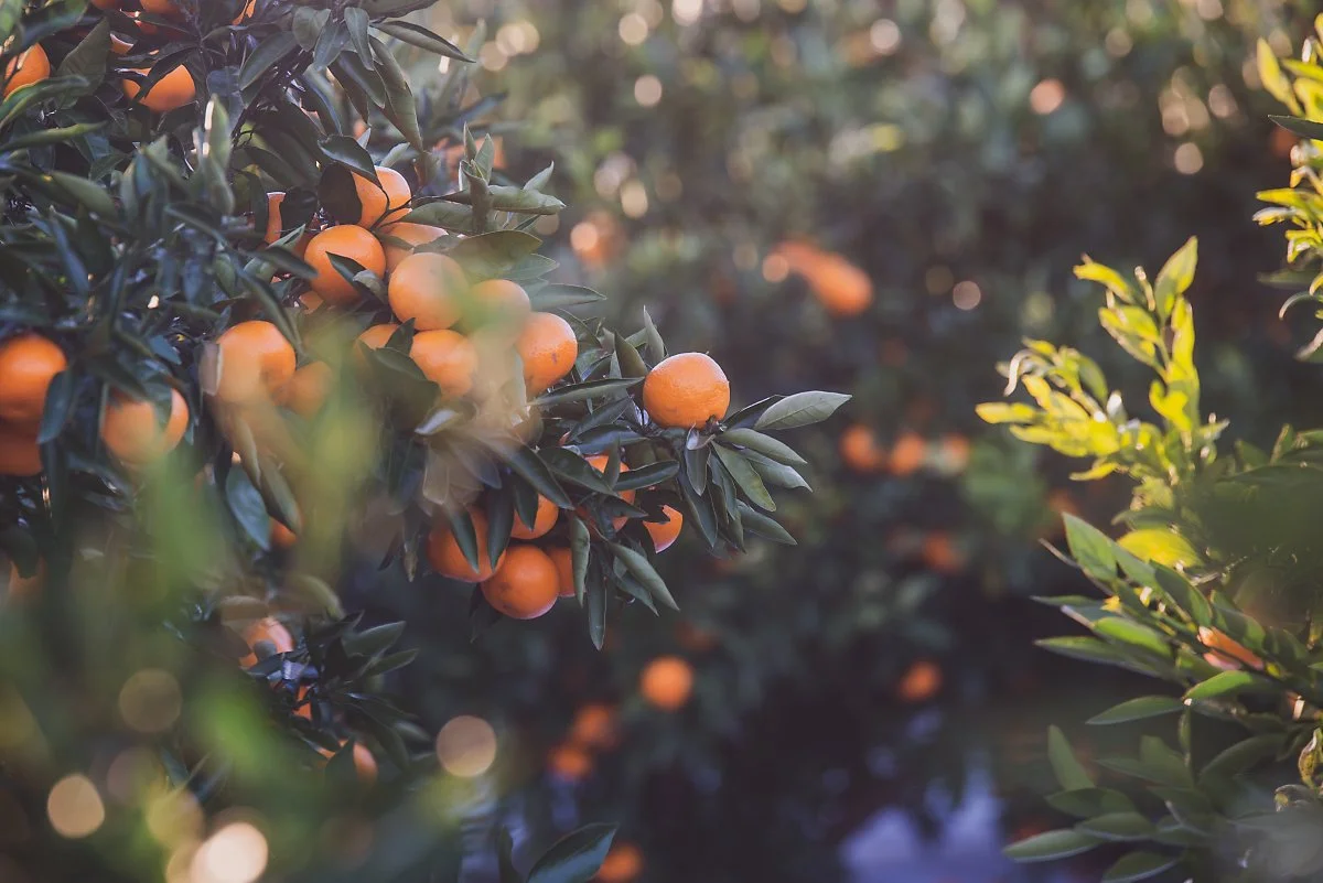 %EA%B0%90%EA%B7%A4_001.jpg?type=w1200