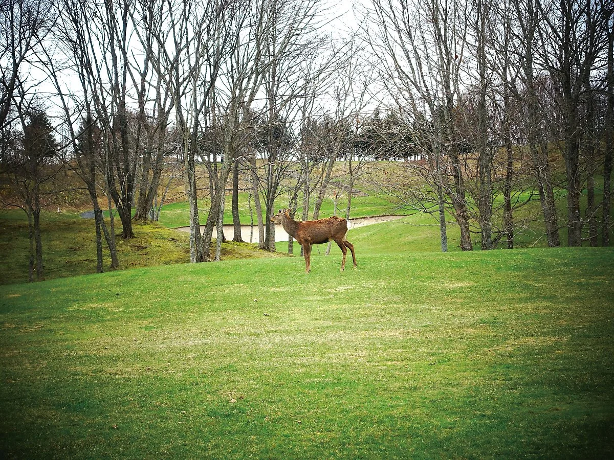 %ED%99%8B%EC%B9%B4%EC%9D%B4%EB%8F%84GC_%EC%82%AC%EC%8A%B4.jpg?type=w1200