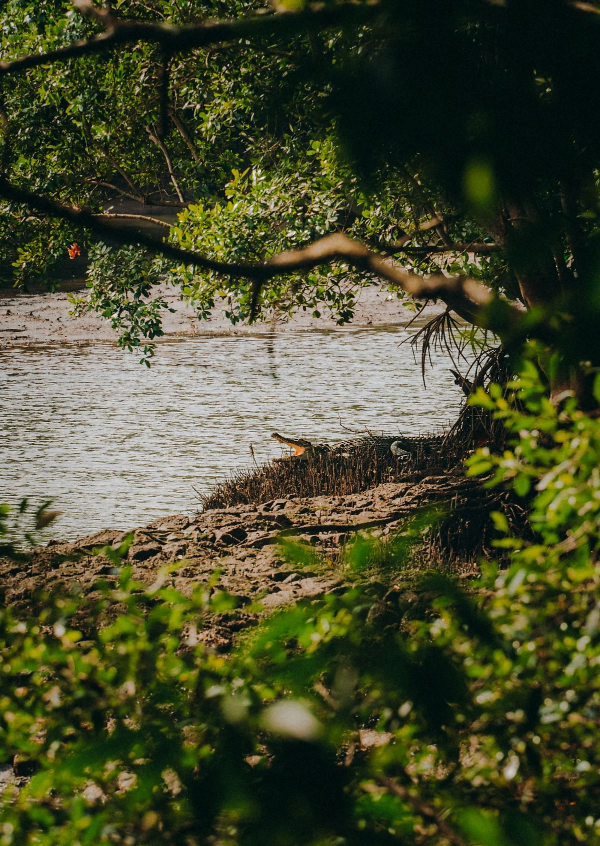 %EC%88%AD%EA%B2%8C%EC%9D%B4_%EB%B6%80%EB%A1%9C_%EC%8A%B5%EC%A7%80_%EB%B3%B4%EC%A1%B4%EC%A7%80_%2842%29.jpg?type=w1200