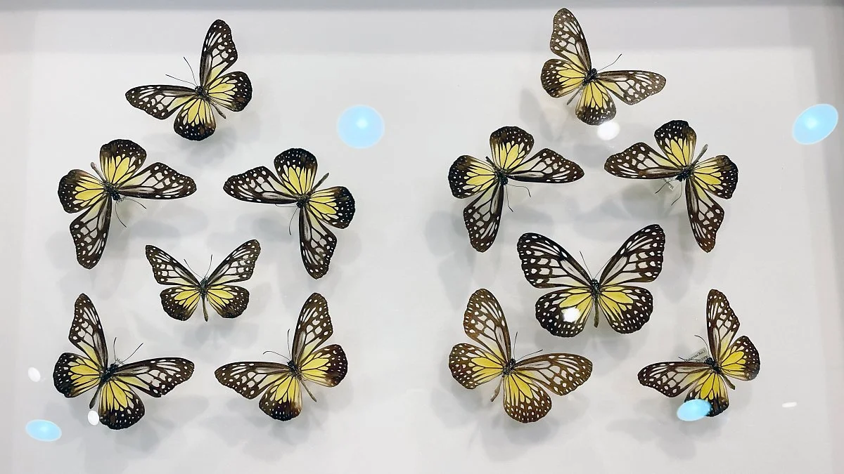 %EA%B0%95%ED%99%94%EC%9E%90%EC%97%B0%EC%82%AC%EB%B0%95%EB%AC%BC%EA%B4%80_%283%29.JPG?type=w1200