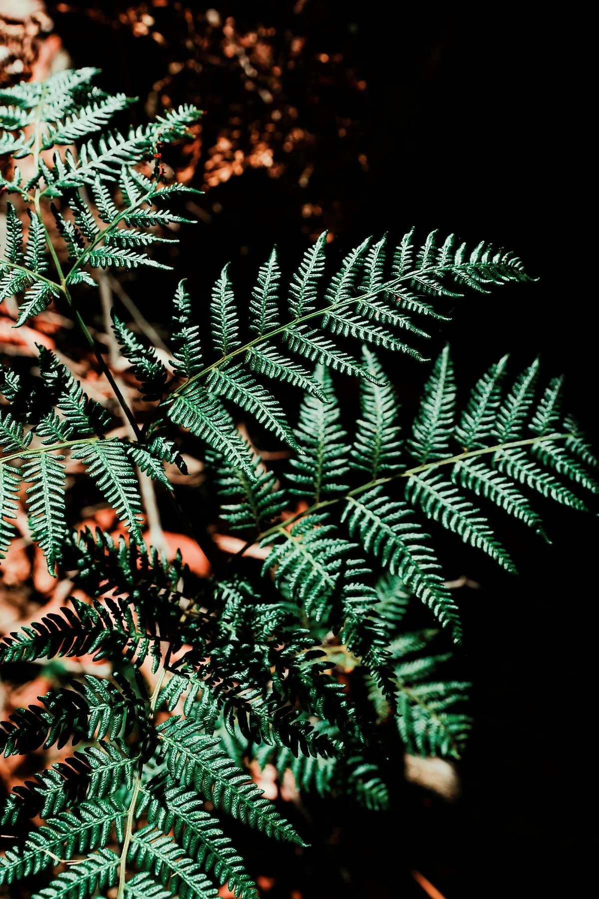 %EA%B7%B8%EB%9E%A8%ED%94%BC%EC%96%B8%EC%8A%A4_%ED%94%BC%ED%81%AC_%ED%8A%B8%EB%A0%88%EC%9D%BC_%282%29.jpg?type=w1200