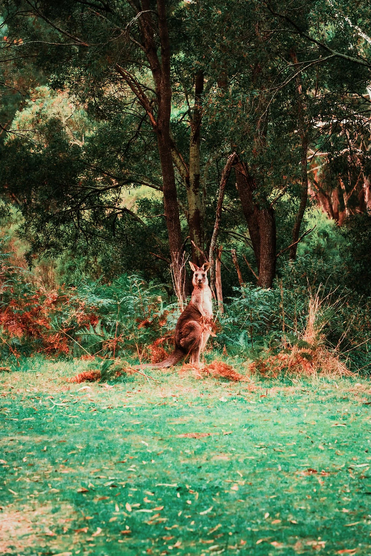 %EA%B7%B8%EB%9E%A8%ED%94%BC%EC%96%B8%EC%8A%A4_%EA%B5%AD%EB%A6%BD%EA%B3%B5%EC%9B%90_%281%29.jpg?type=w1200