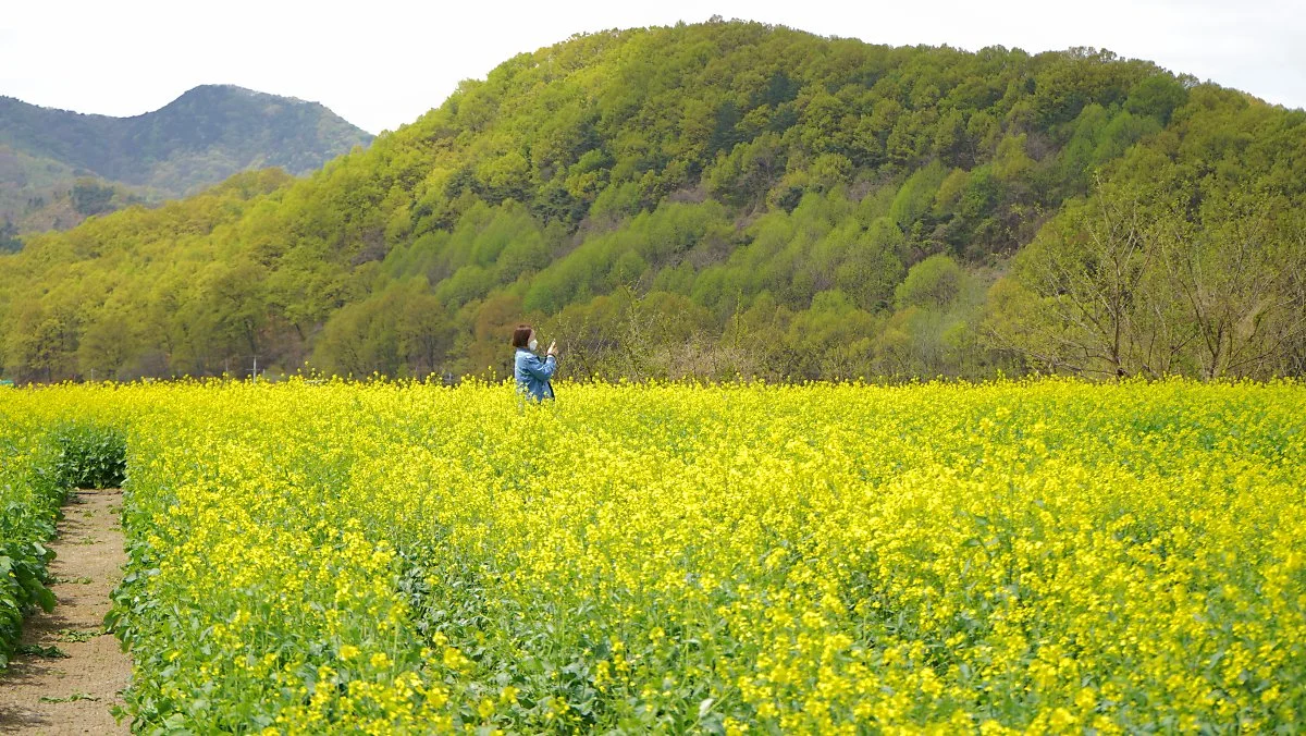 11._%EC%84%B1%EC%82%B0%EB%8F%99_%EA%B3%A0%EB%B6%84%EA%B5%B0_%EC%9C%A0%EC%B1%84%EA%BD%83%EB%B0%AD.jpg?type=w1200