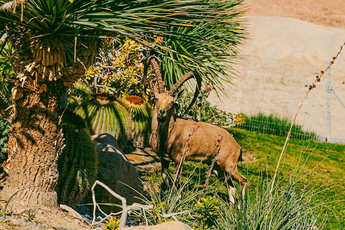 %EC%9D%B4%EC%8A%A4%EB%9D%BC%EC%97%98_Ein_Gedi_Botanical_Garden_2.jpg?type=w1200