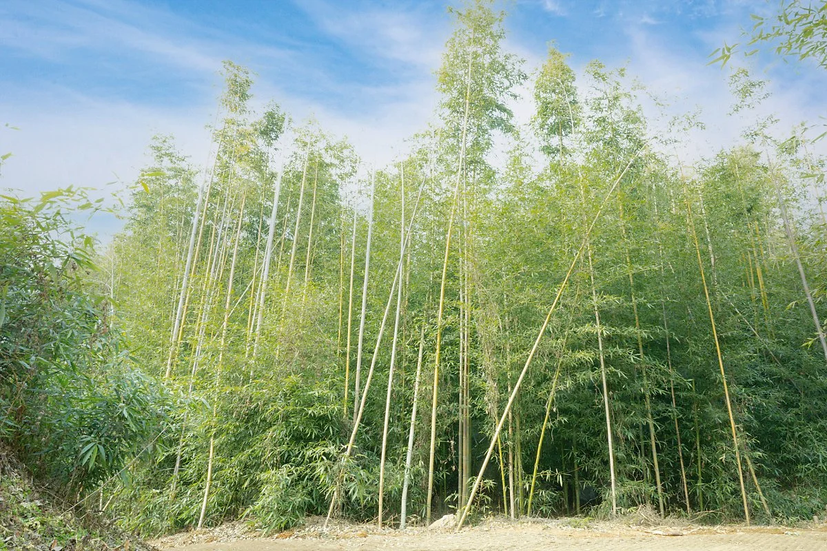 %ED%95%B4%EB%AF%B8%EC%9D%8D%EC%84%B1_%EB%8C%80%EB%82%98%EB%AC%B4_%EC%88%B2%2813%29.jpg?type=w1200